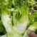 四川精品儿儿菜抱儿菜泡菜专供基地专业代办