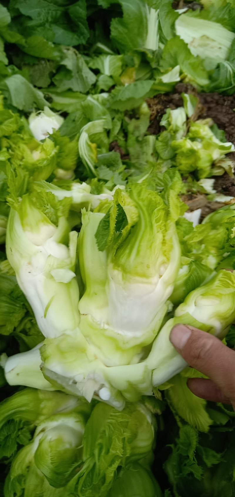 四川精品儿儿菜抱儿菜泡菜专供基地专业代办