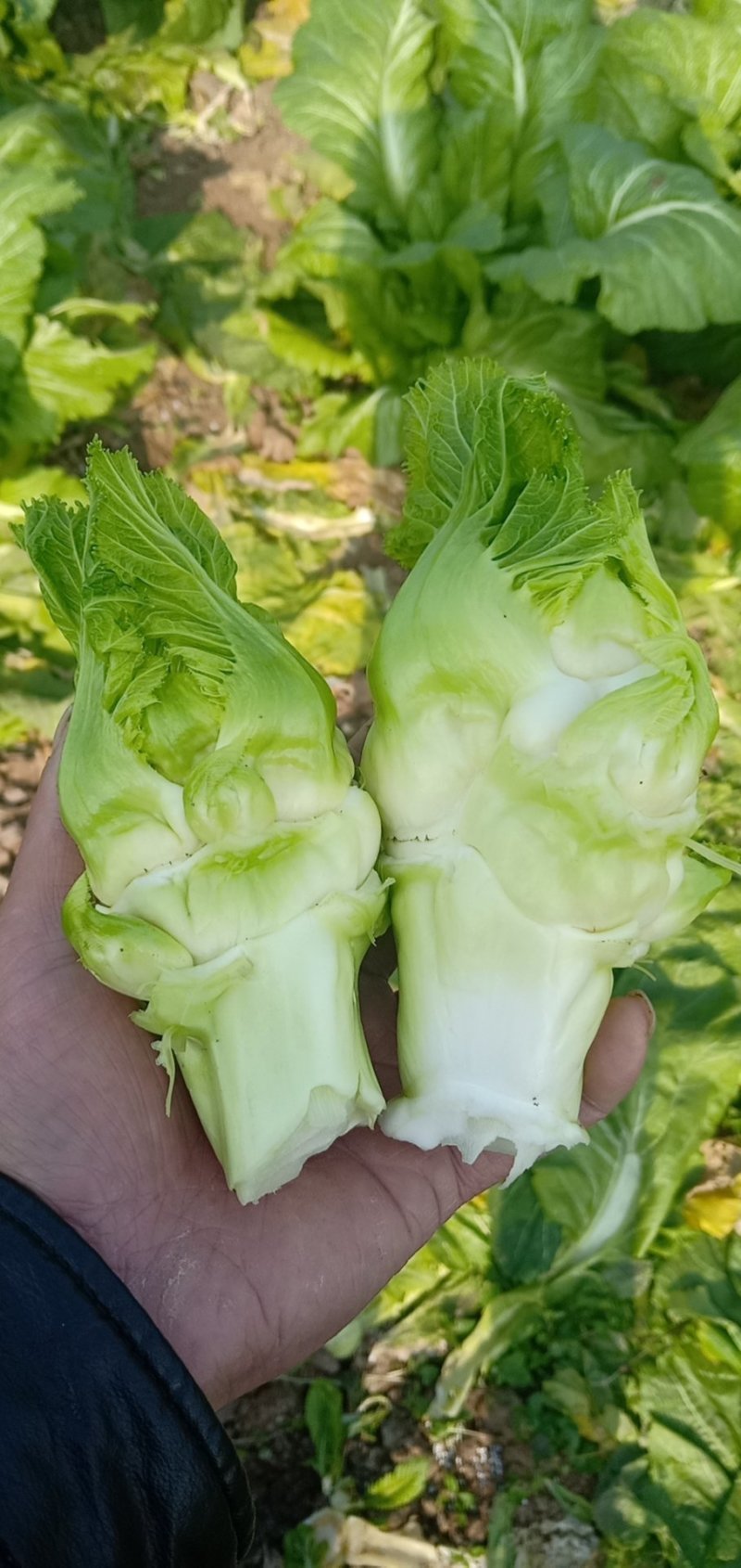 四川精品儿儿菜抱儿菜泡菜专供基地专业代办