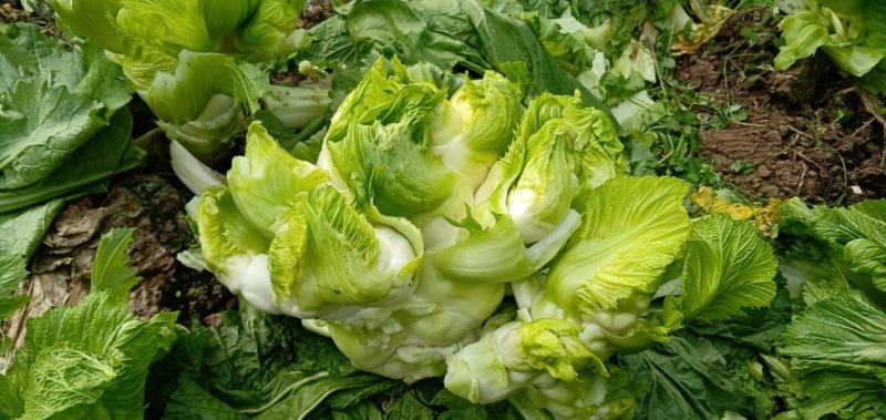 四川精品儿儿菜抱儿菜泡菜专供基地专业代办