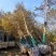 银杏基地秋季最新银杏树价格，基地供应价格优惠，货源充足。