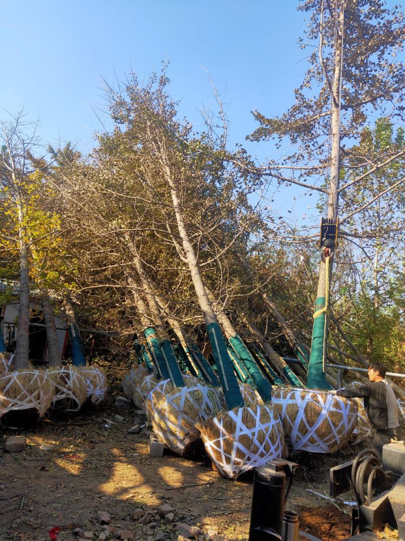 银杏基地秋季最新银杏树价格，基地供应价格优惠，货源充足。