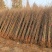 银杏基地秋季最新银杏树价格，基地供应价格优惠，货源充足。