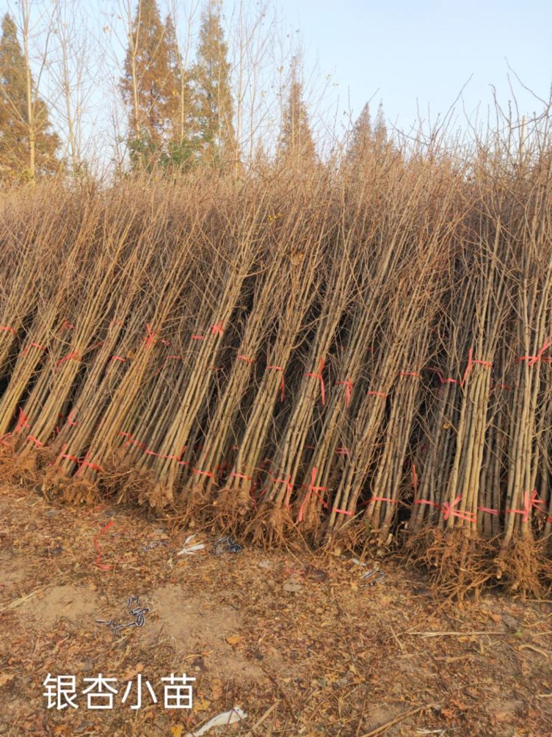 银杏基地秋季最新银杏树价格，基地供应价格优惠，货源充足。