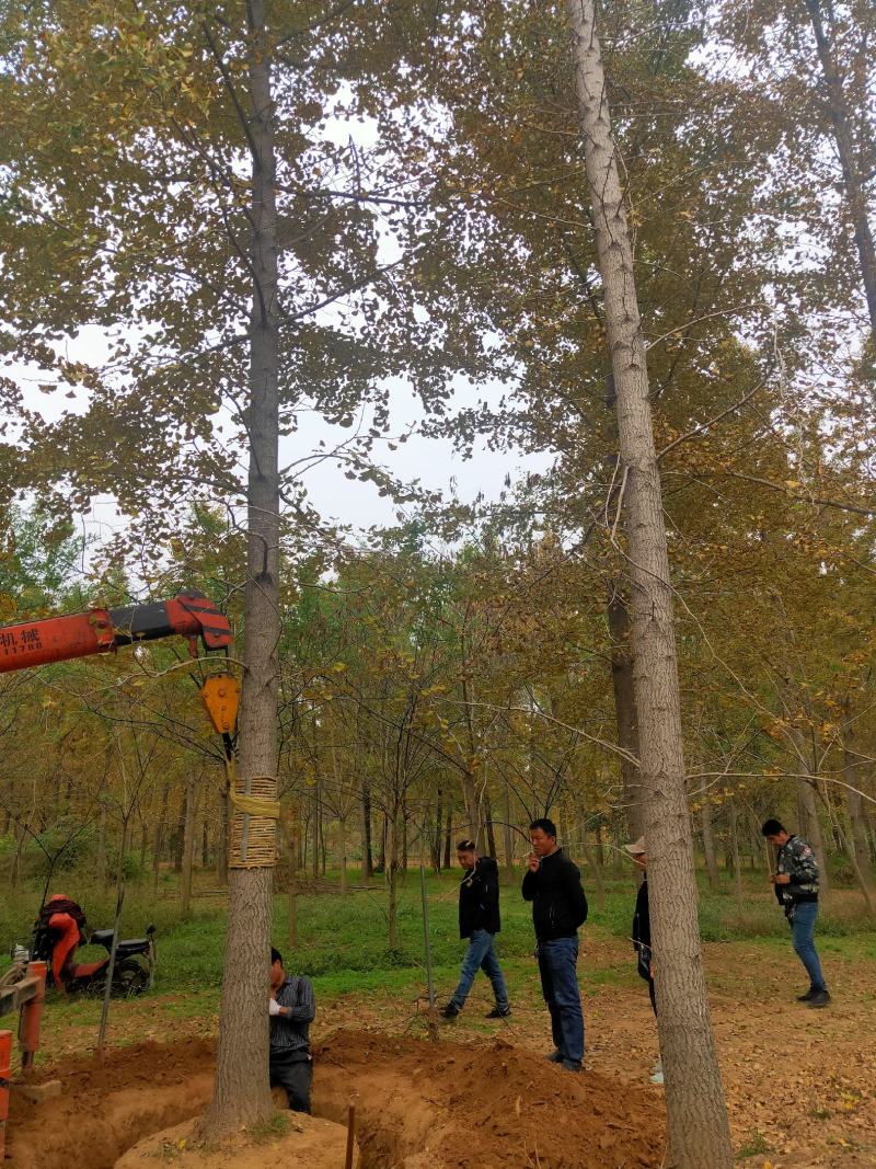 银杏基地秋季最新银杏树价格，基地供应价格优惠，货源充足。