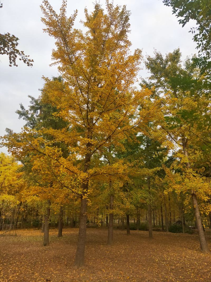 银杏基地秋季最新银杏树价格，基地供应价格优惠，货源充足。