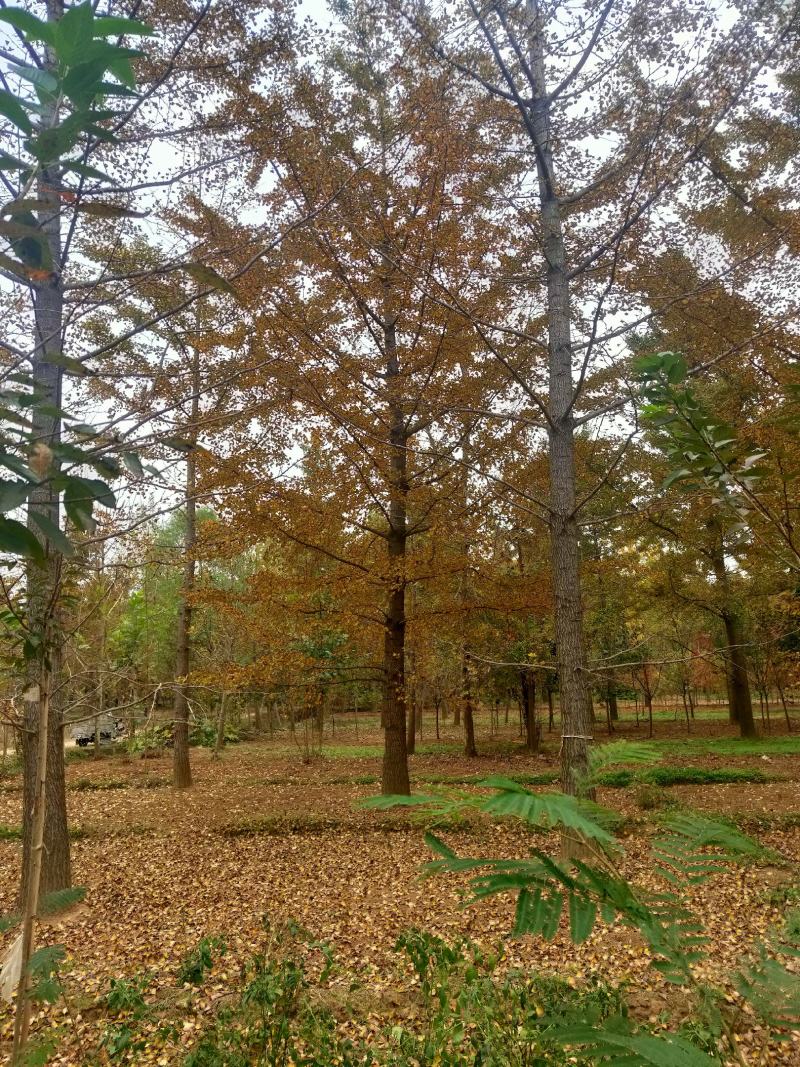 银杏基地秋季最新银杏树价格，基地供应价格优惠，货源充足。
