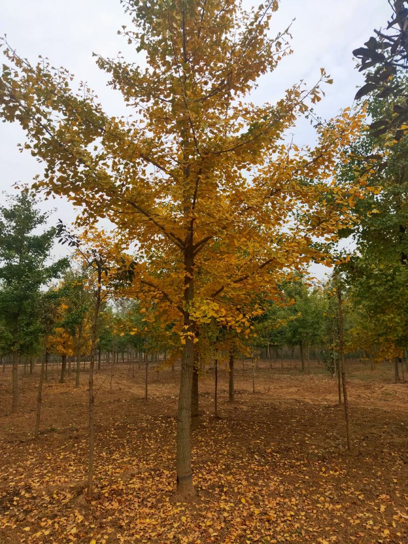 银杏基地秋季最新银杏树价格，基地供应价格优惠，货源充足。