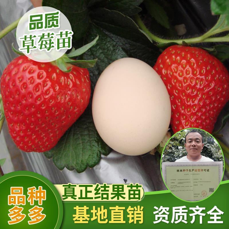 草莓苗草莓规模室内阳台地栽草莓苗销售耐运输