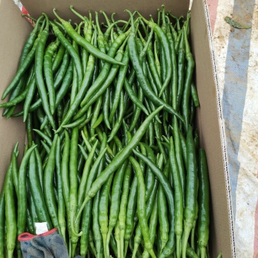 广西百色市田阳区各种季节性蔬菜、新鲜辣椒已经大量供应
