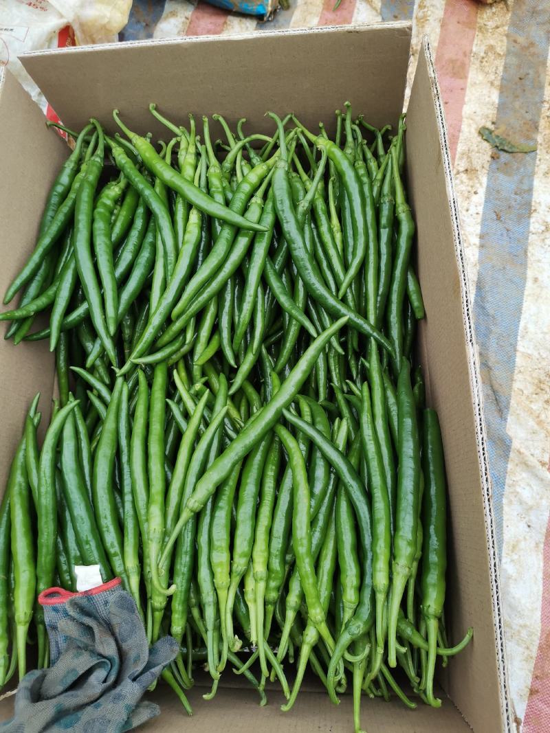 广西百色市田阳区各种季节性蔬菜、新鲜辣椒已经大量供应