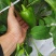 广西百色市田阳区各种季节性蔬菜、新鲜辣椒已经大量供应