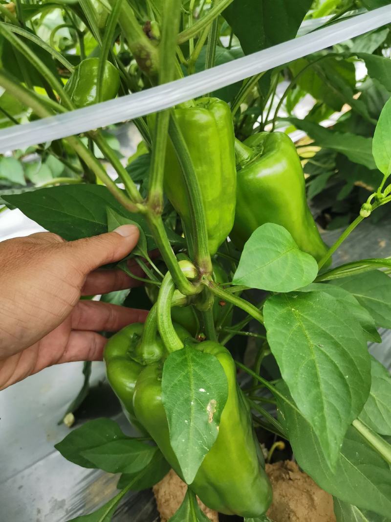 广西百色市田阳区各种季节性蔬菜、新鲜辣椒已经大量供应