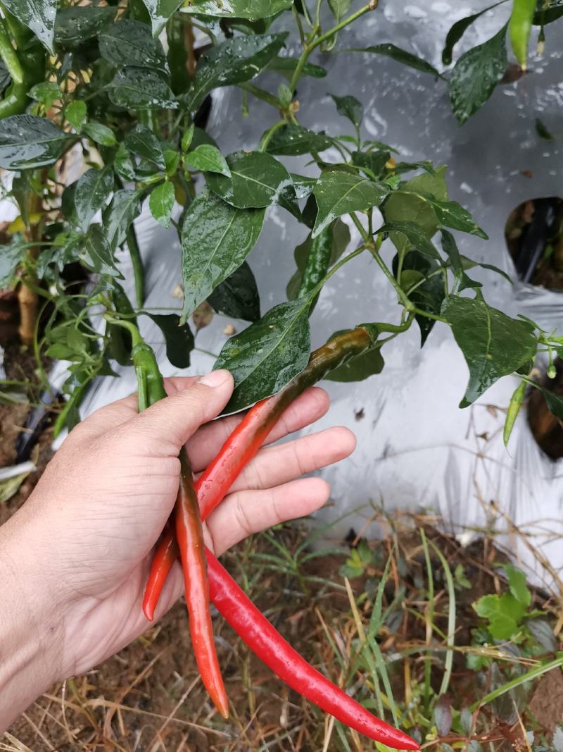 广西百色市田阳区各种季节性蔬菜、新鲜辣椒已经大量供应