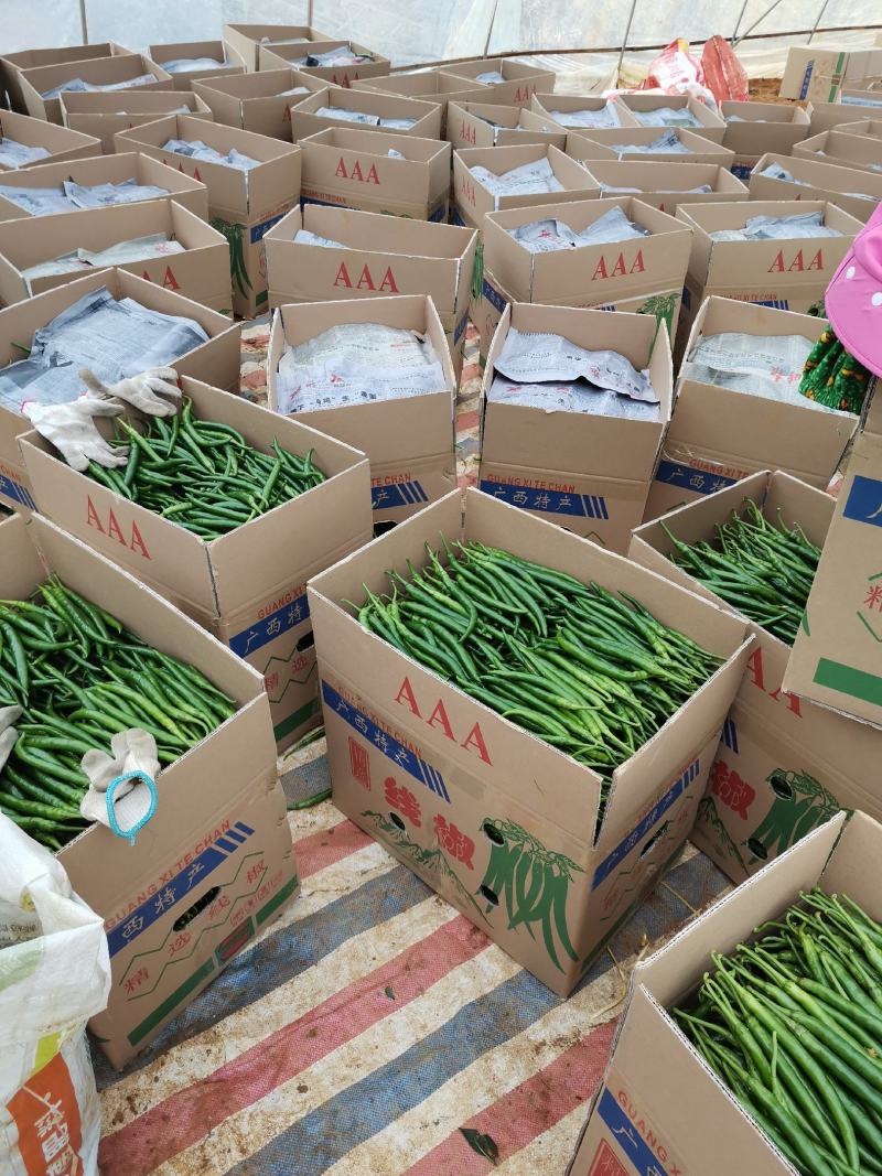 广西百色市田阳区各种季节性蔬菜、新鲜辣椒已经大量供应