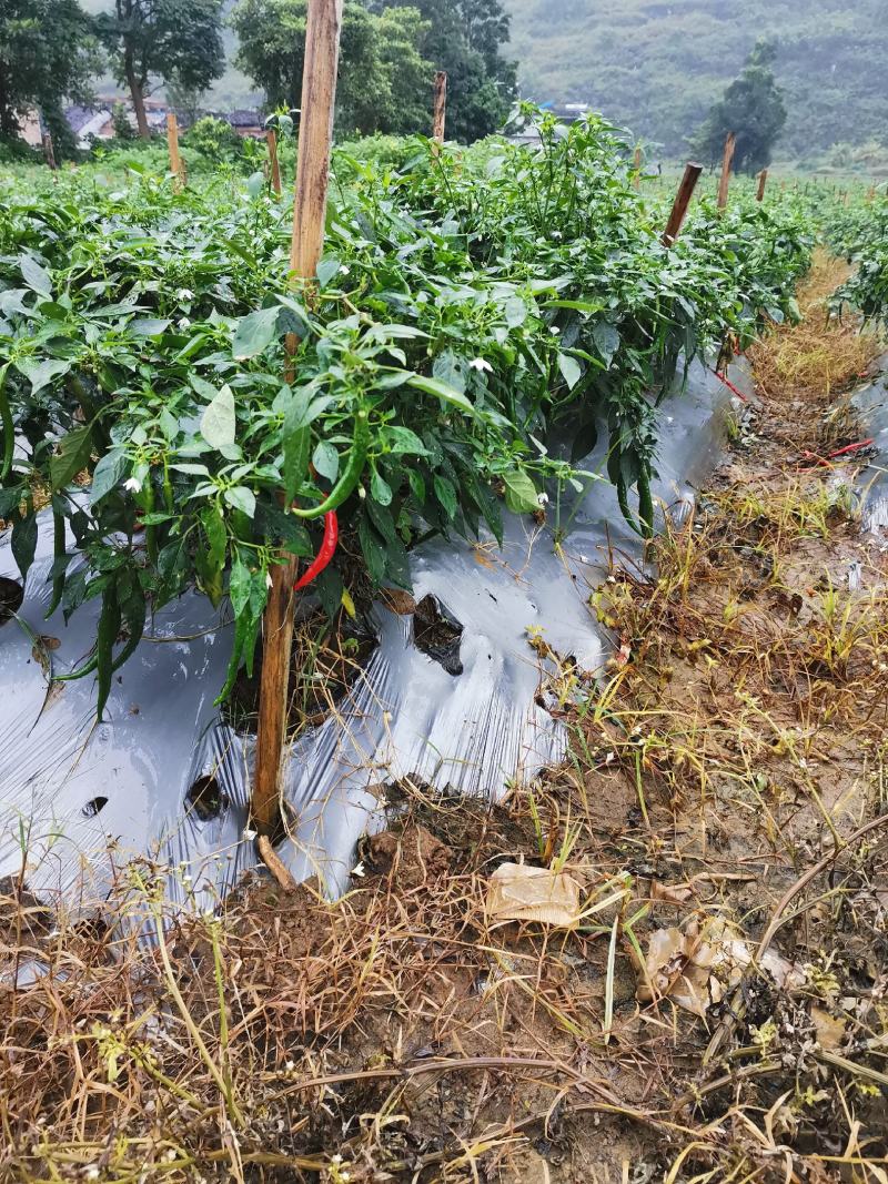 广西百色市田阳区各种季节性蔬菜、新鲜辣椒已经大量供应