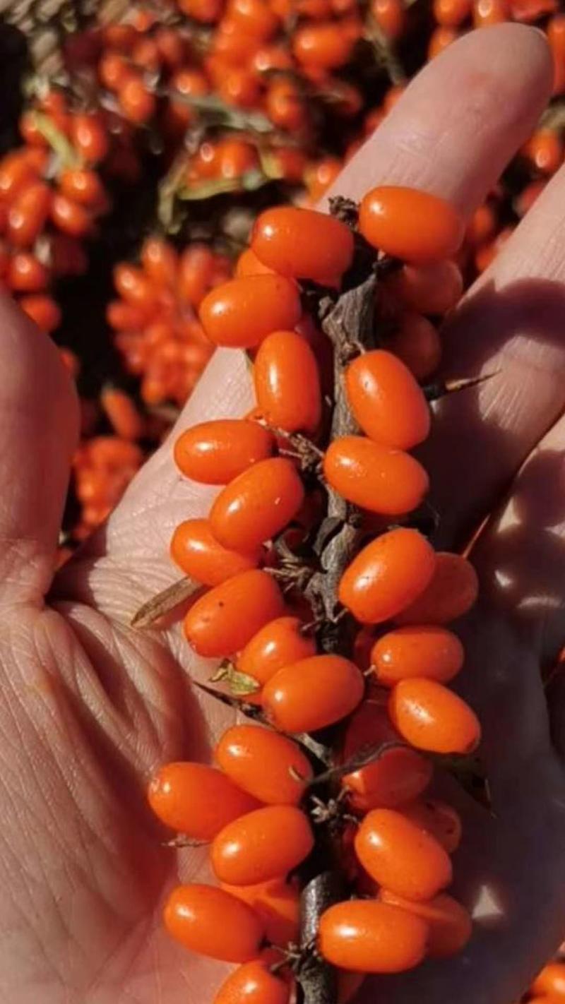 新疆野生沙棘沙棘全果干果，产地直发，大量批发
