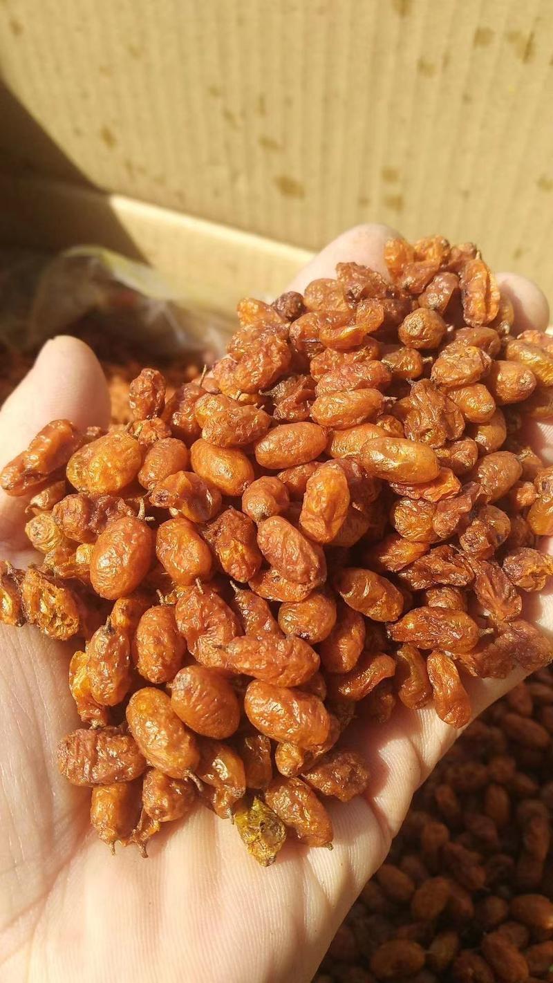 新疆野生沙棘沙棘全果干果，产地直发，大量批发