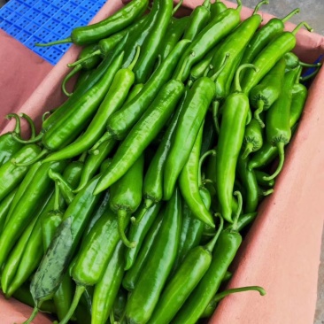 徐闻县精品青皮尖椒，诚信经营，全国代发。