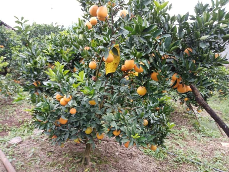 雷波脐橙。大凉山特产品