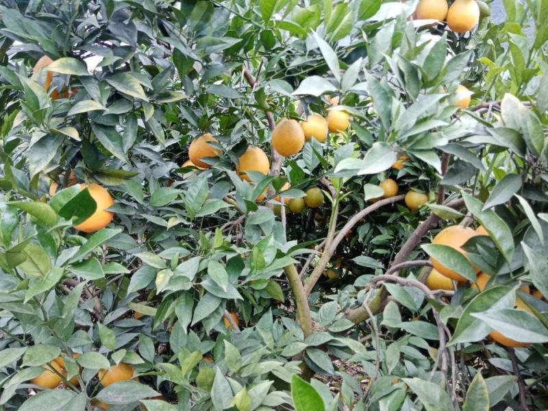 雷波脐橙。大凉山特产品