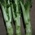 棒棒菜，青菜，儿菜，榨菜，南瓜上市了！！