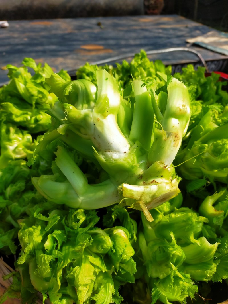 棒棒菜，青菜，儿菜，榨菜，南瓜上市了！！