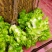 棒棒菜，青菜，儿菜，榨菜，南瓜上市了！！