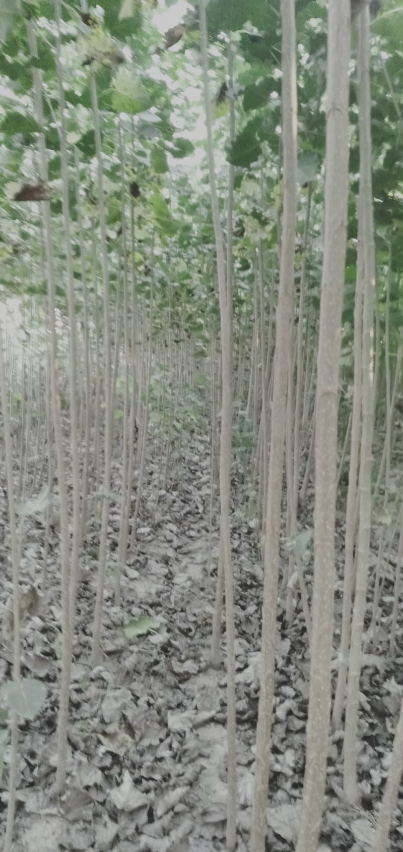 西华泡桐树苗。泡桐根。泡桐种子根大量批发。