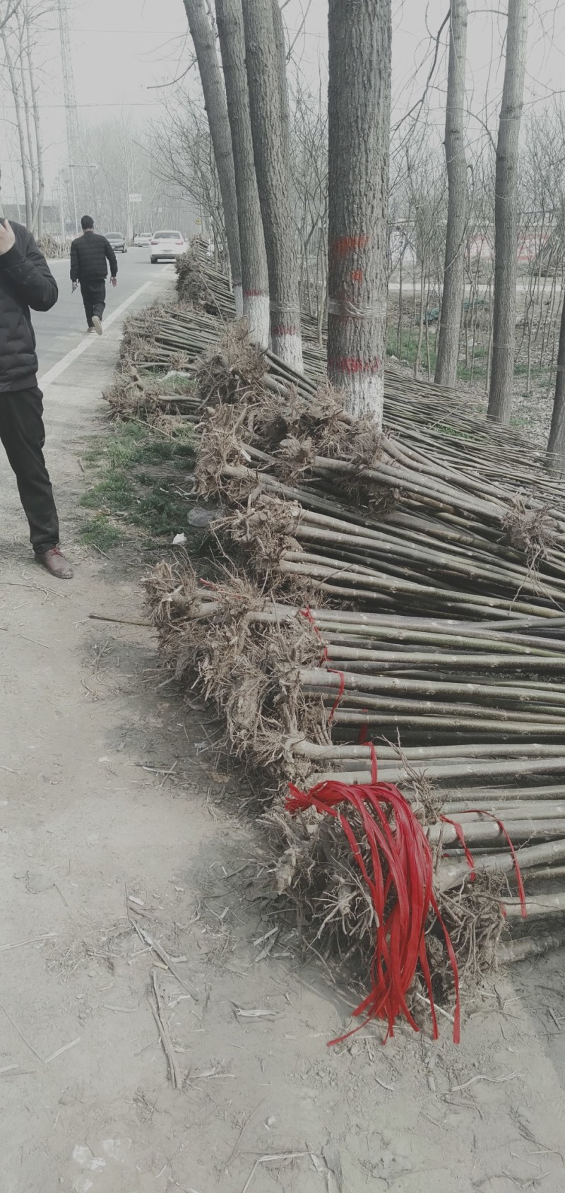 西华泡桐树苗。泡桐根。泡桐种子根大量批发。