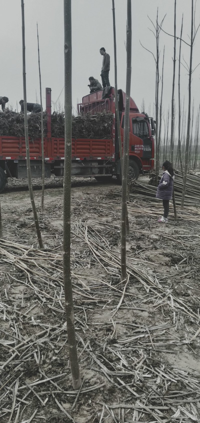 西华泡桐树苗。泡桐根。泡桐种子根大量批发。