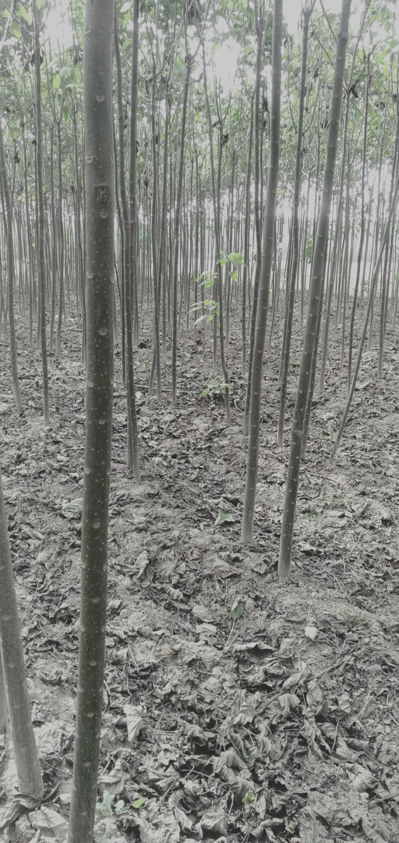西华泡桐树苗。泡桐根。泡桐种子根大量批发。