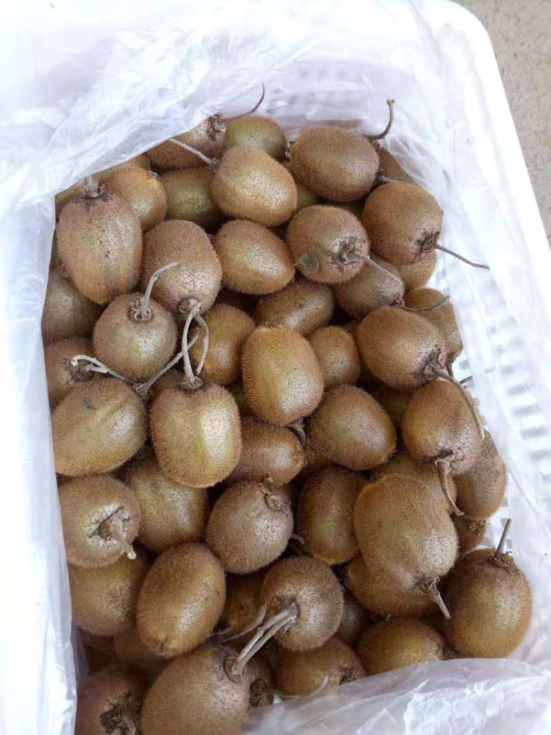 绿心猕猴桃周至产地直销