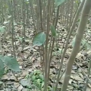 西华县柿子树苗批发与零售。你公分到两公分通货。