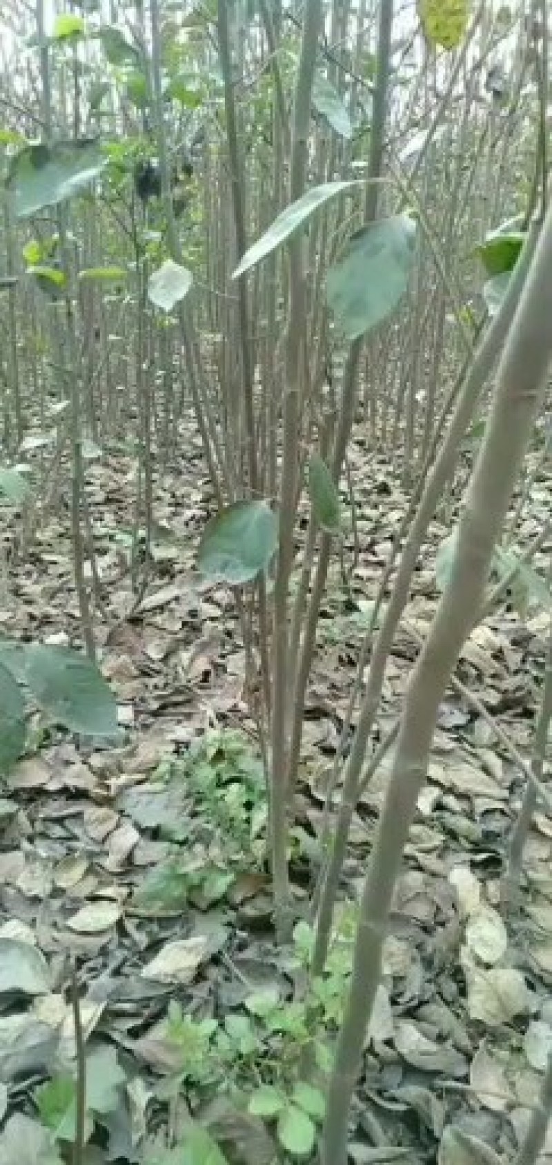 西华县柿子树苗批发与零售。你公分到两公分通货。