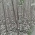西华县柿子树苗批发与零售。你公分到两公分通货。