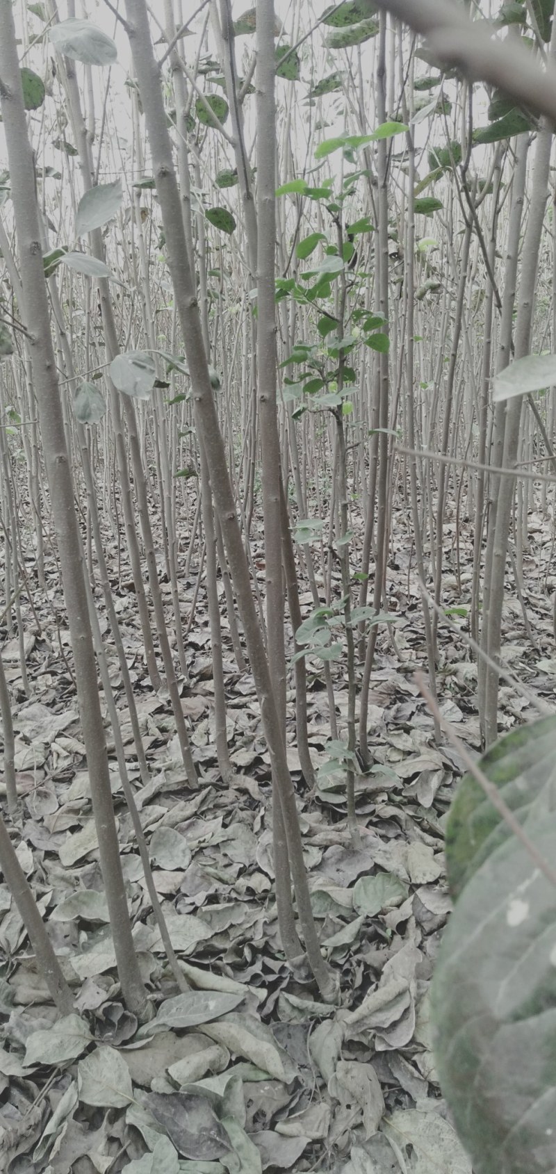 西华县柿子树苗批发与零售。你公分到两公分通货。