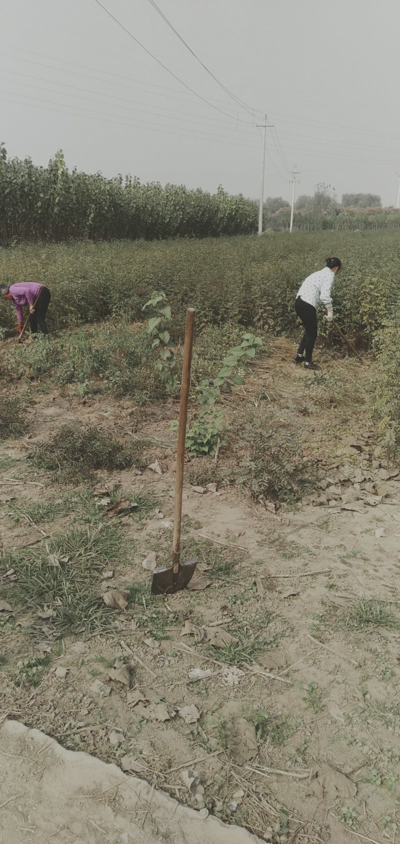 西华县柿子树苗批发与零售。你公分到两公分通货。