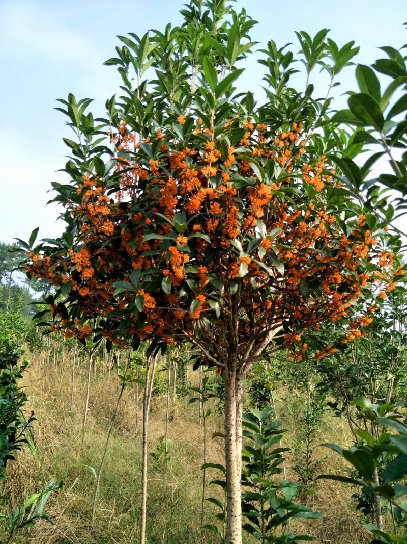 黄金桂花树大规格桂花树独杆丛生，金桂，丹桂2到30公分