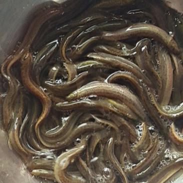 泥鳅苗，台湾金鳅优质苗种快大好养，技术指导养殖规划提供