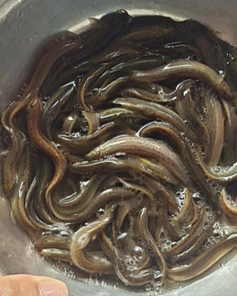 泥鳅苗，台湾金鳅优质苗种快大好养，技术指导养殖规划提供