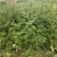 大红袍花椒苗贡椒苗，雪椒，九叶青椒，基地直发可批发零售