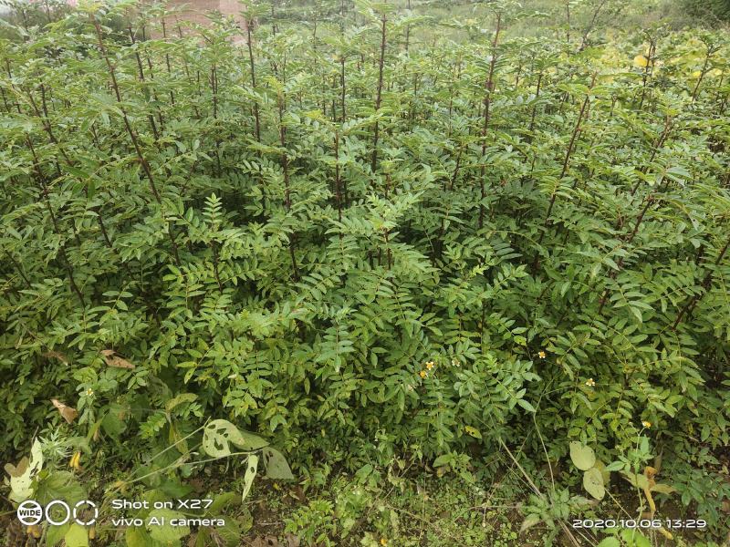 大红袍花椒苗贡椒苗，雪椒，九叶青椒，基地直发可批发零售