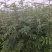 大红袍花椒苗贡椒苗，雪椒，九叶青椒，基地直发可批发零售