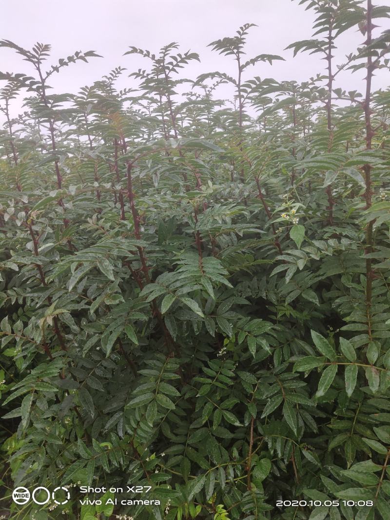 大红袍花椒苗贡椒苗，雪椒，九叶青椒，基地直发可批发零售