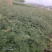 大红袍花椒苗贡椒苗，雪椒，九叶青椒，基地直发可批发零售