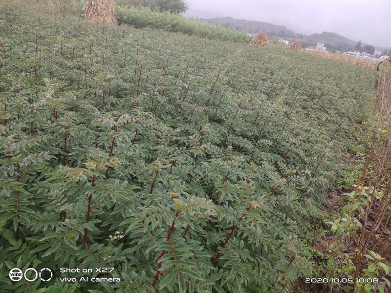 大红袍花椒苗贡椒苗，雪椒，九叶青椒，基地直发可批发零售