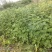 大红袍花椒苗贡椒苗，雪椒，九叶青椒，基地直发可批发零售