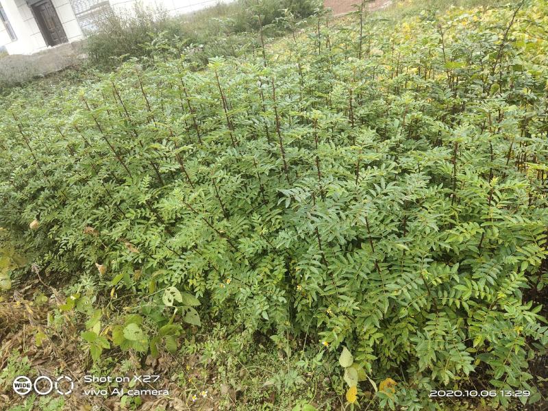 大红袍花椒苗贡椒苗，雪椒，九叶青椒，基地直发可批发零售