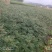 大红袍花椒苗贡椒苗，雪椒，九叶青椒，基地直发可批发零售